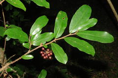 Polyalthia suberosa